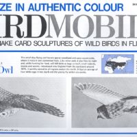 birdmobile little owl