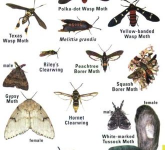 thumbnail image 2 of Insect Lore Creature Peeper Bug Viewer - 3x Magnification For Kids Science Exploration 2 of 9
