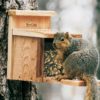 woodlink squirrel feeder