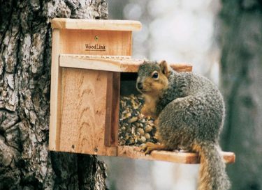 woodlink squirrel feeder