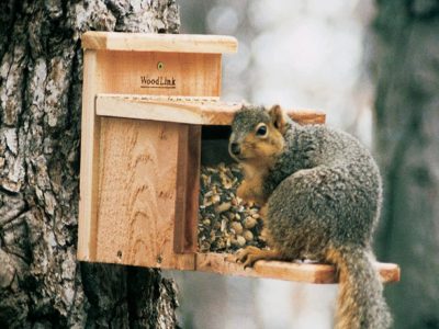 woodlink squirrel feeder