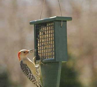 Suet Feeder with Tail Prop
