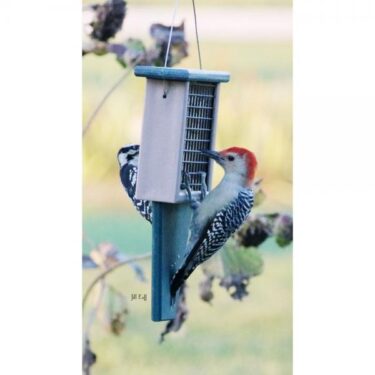 tail prop suet feeder