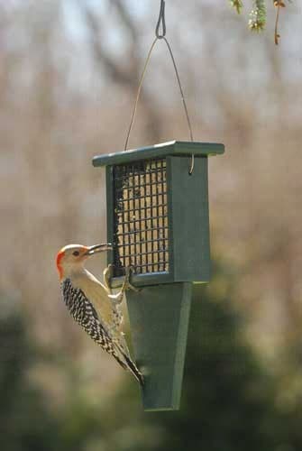 recycled suet feeder green