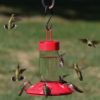 Songbird Essentials Dr JBs Clean Feeder SE6002