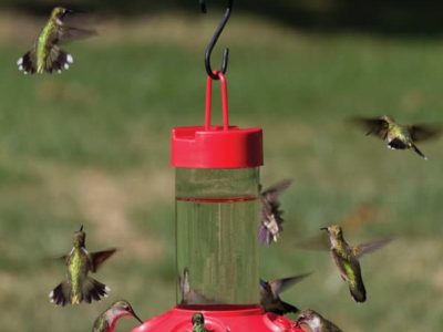 Songbird Essentials Dr JBs Clean Feeder SE6002