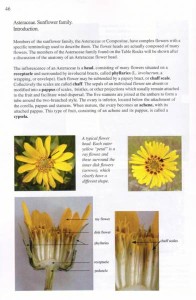 Aster1low_392x600_table_rocks