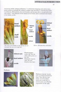 Aster2low_398x600_tablerocks