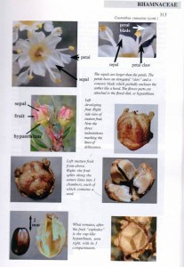 rhamna_414x600_tablerocks