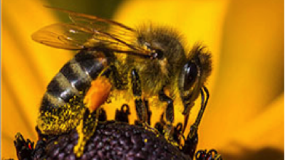 Powerful Pollinators Bee