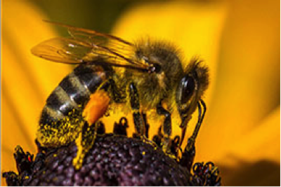 Powerful Pollinators Bee