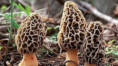 Wild Morel Mushrooms Ashland Oregon Mushroom walks at Northwest Nature Shop
