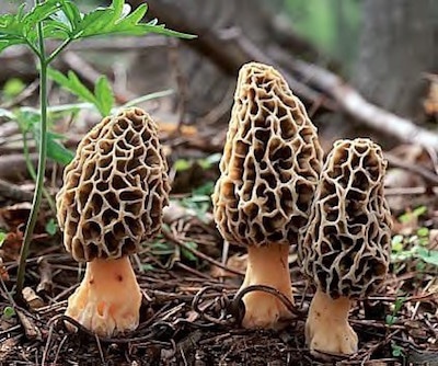 Wild Morel Mushrooms Ashland Oregon Mushroom walks at Northwest Nature Shop