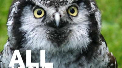 all about owls