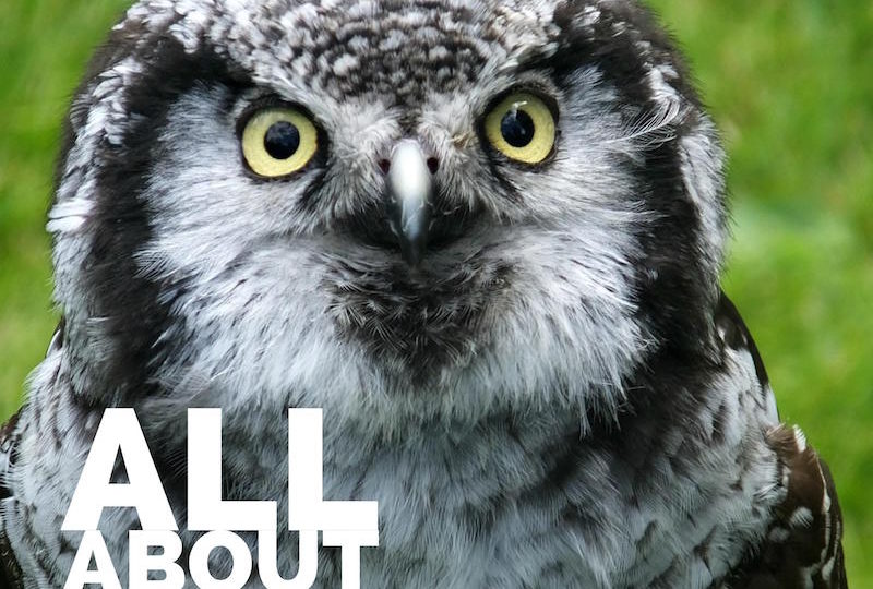 all about owls