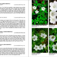 Wildflowers of California's klamath mountains