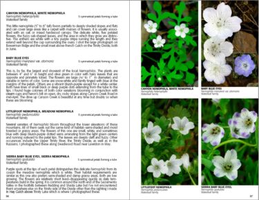 Wildflowers of California's klamath mountains