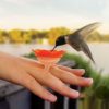 Hummingbird Ring Feeder at Northwest Nature Shop in Ashland Oregon