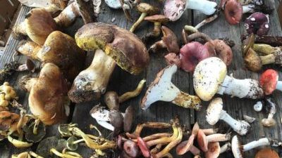 Fall Guided Mushroom Hike at Northwest Nature Shop