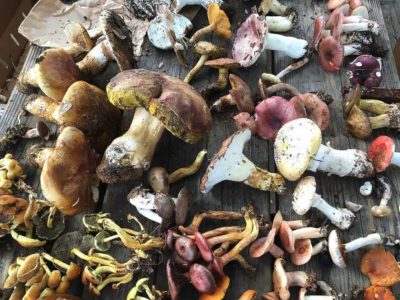 Fall Guided Mushroom Hike at Northwest Nature Shop