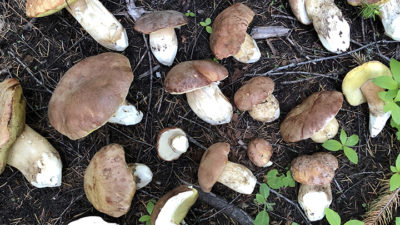 Fall guided mushroom walk in Ashland