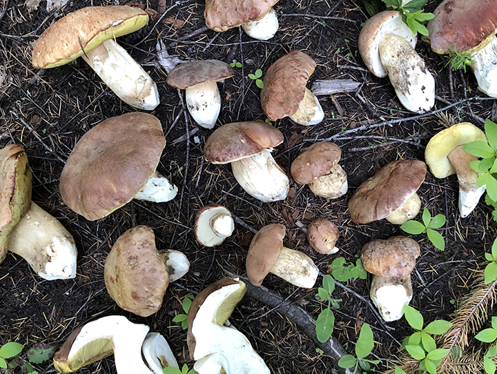 Fall guided mushroom walk in Ashland
