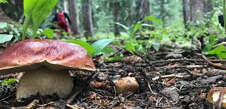 Spring guided mushroom foray near Ashland Oregon