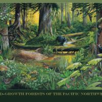 500 piece puzzle old growth forests of the pacific northwest