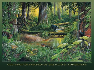 500 piece puzzle old growth forests of the pacific northwest