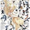western hemisphere bird migration puzzle