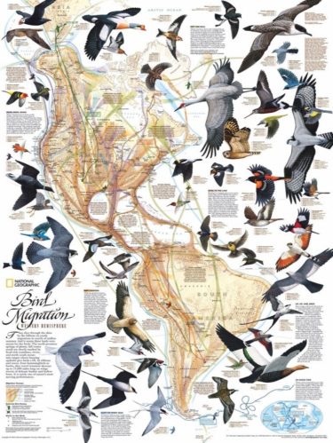 western hemisphere bird migration puzzle