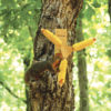 spining corncob feeder