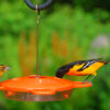 Oriole bird feeder