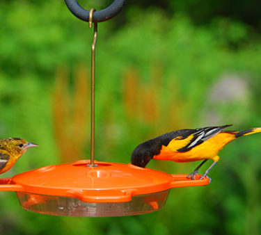 Oriole bird feeder