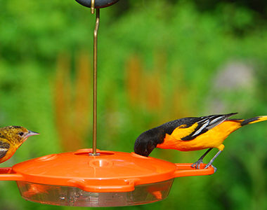 Oriole bird feeder