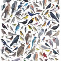 cornell lab of ornithology birds of western north america 1000 piece puzzle