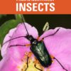 Pacific Northwest Insects by Merrill A. Peterson