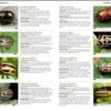 Pacific Northwest Insects by Merrill A. Peterson