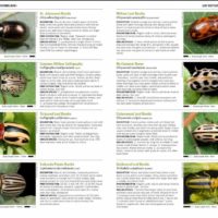 Pacific Northwest Insects by Merrill A. Peterson