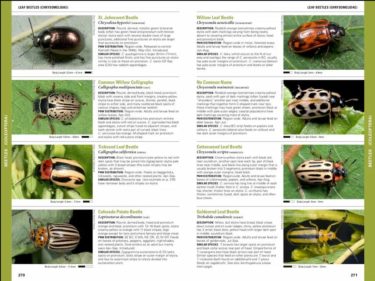 Pacific Northwest Insects by Merrill A. Peterson
