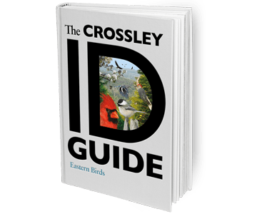 The Crossley ID Guide: Eastern Birds By Richard Crossley at Northwest Nature Shop in Ashland Oregon