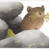 Pika holiday box note card set at Northwest Nature Shop, Ashland Oregon