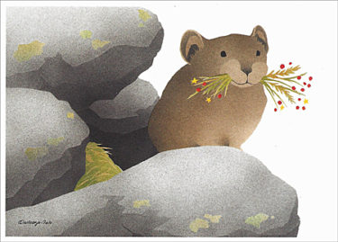 Pika holiday box note card set at Northwest Nature Shop, Ashland Oregon