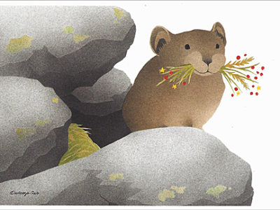 Pika holiday box note card set at Northwest Nature Shop, Ashland Oregon