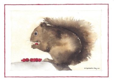 Squirrel holiday cards printed in the USA on 100% post-consumer waste recycled paper at Northwest Nature Shop, Ashland Oregon