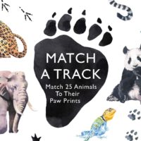 Match a Track Matching Game at Northwest Nature Shop in Ashland Oregon