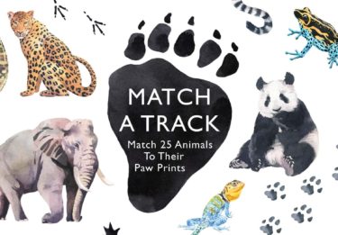 Match a Track Matching Game at Northwest Nature Shop in Ashland Oregon
