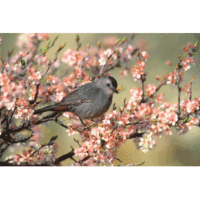 What Bird Am I? Bird Identification Game at Northwest nature Shop in Ashland Oregon