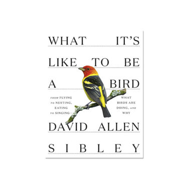 What It's Like to Be a Bird By David Allen Sibley at Northwest Nature Shop in Ashland Oregon