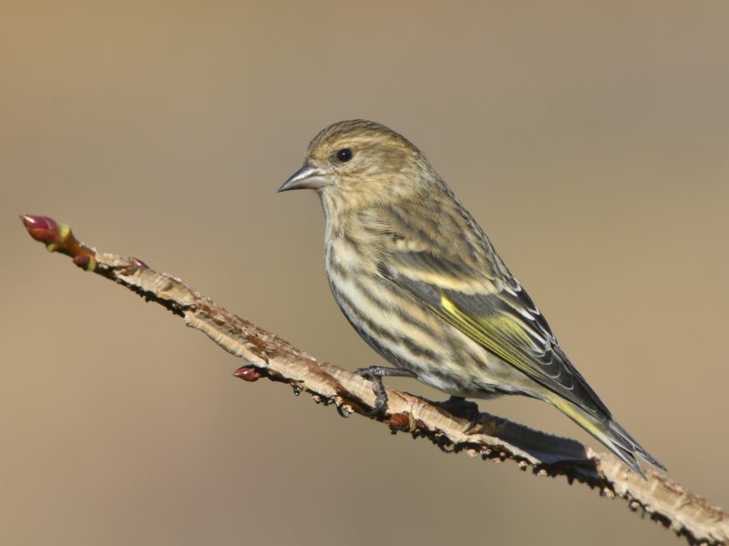 Pine Siskin By William Dawson